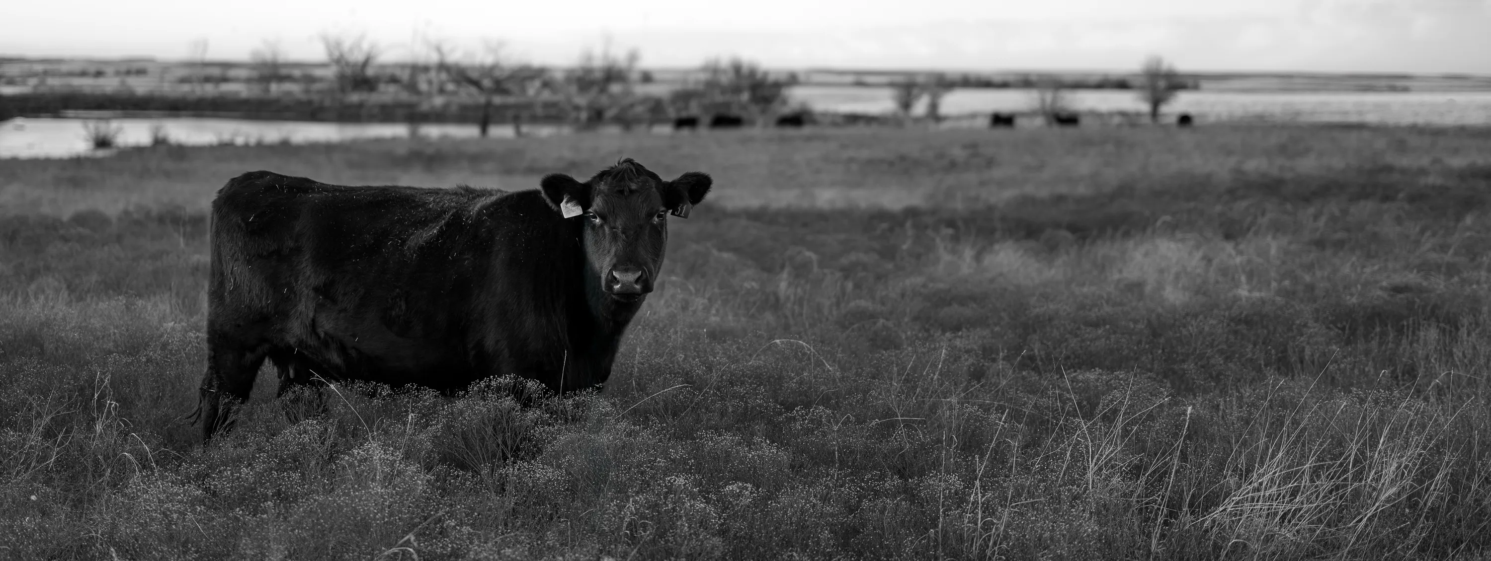 Kansas Winter Drive — Unknown - The Flint Hills of Kansas