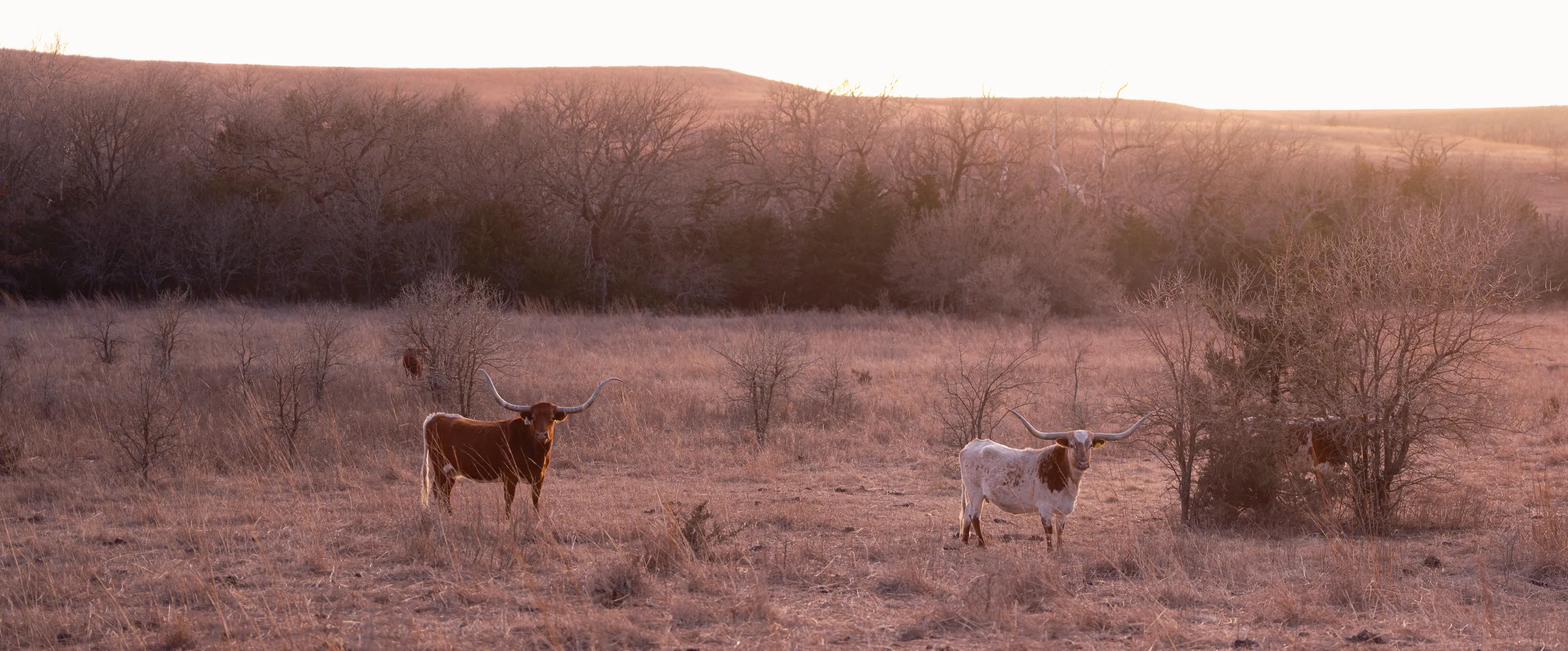 Kansas Winter Drive — Unknown - The Flint Hills of Kansas