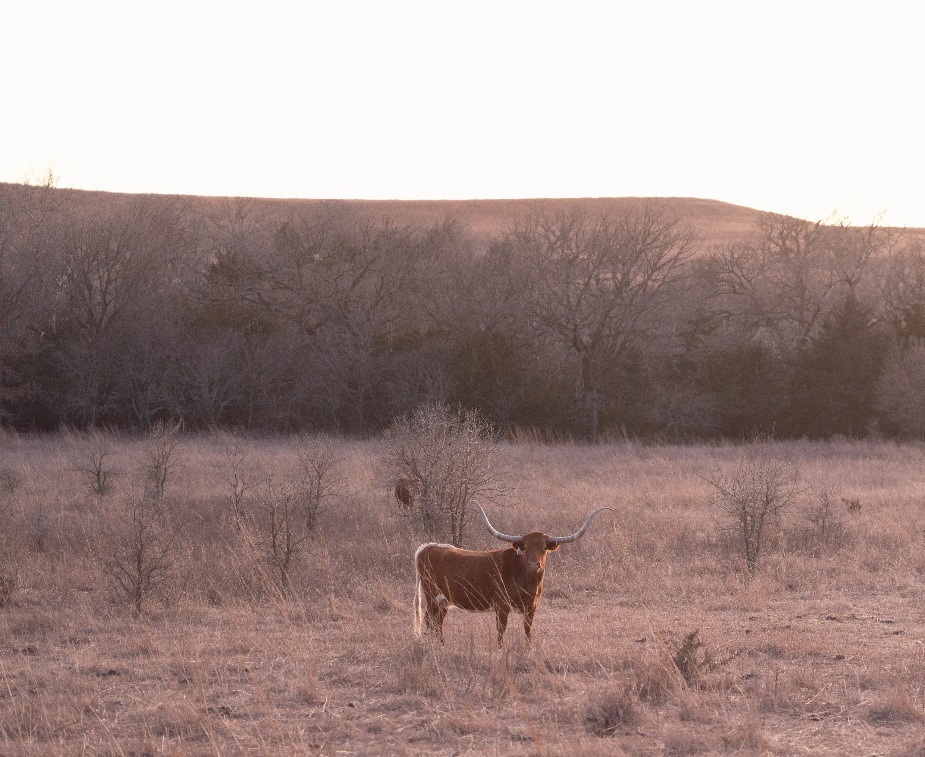Kansas Winter Drive — Unknown - The Flint Hills of Kansas