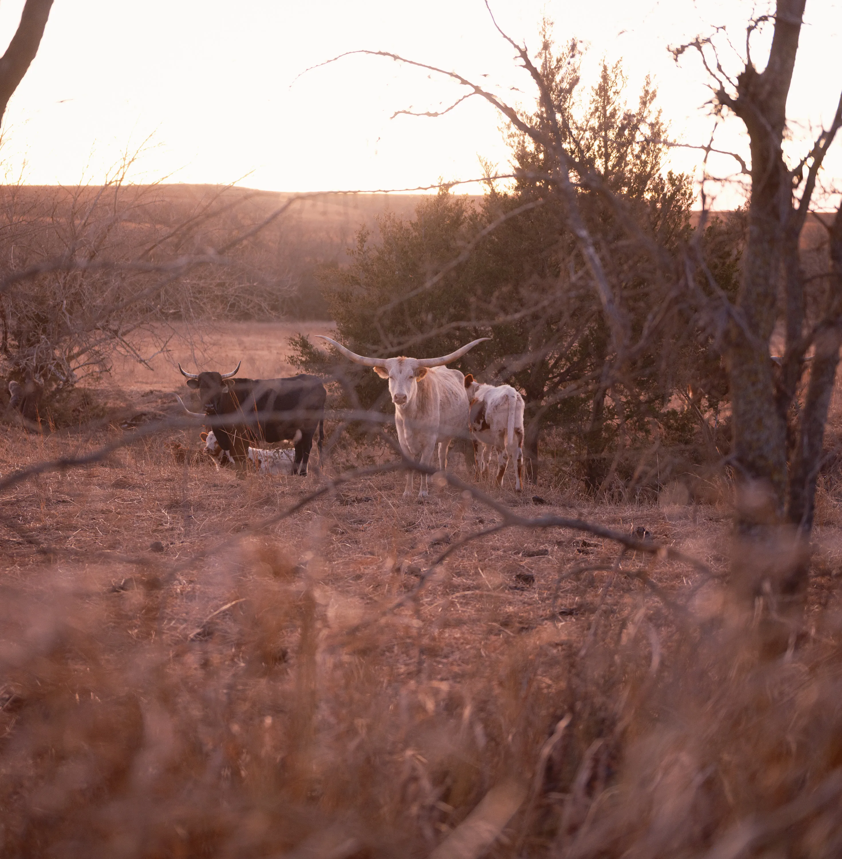 Kansas Winter Drive — Unknown - The Flint Hills of Kansas