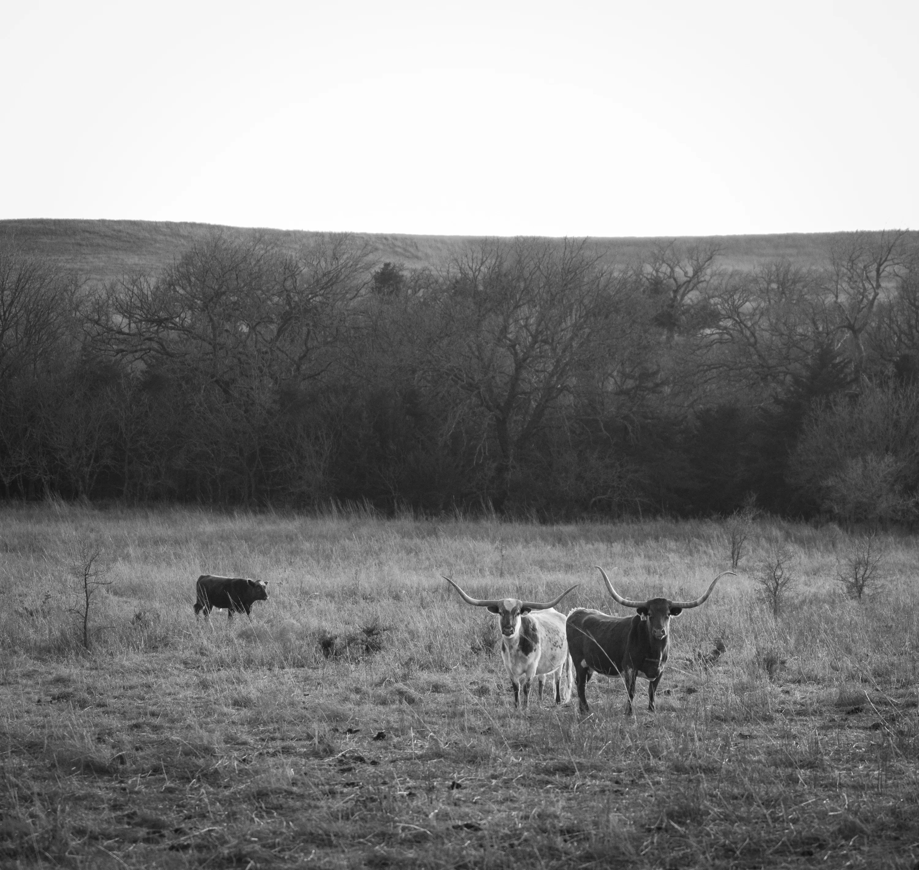 Kansas Winter Drive — Unknown - The Flint Hills of Kansas