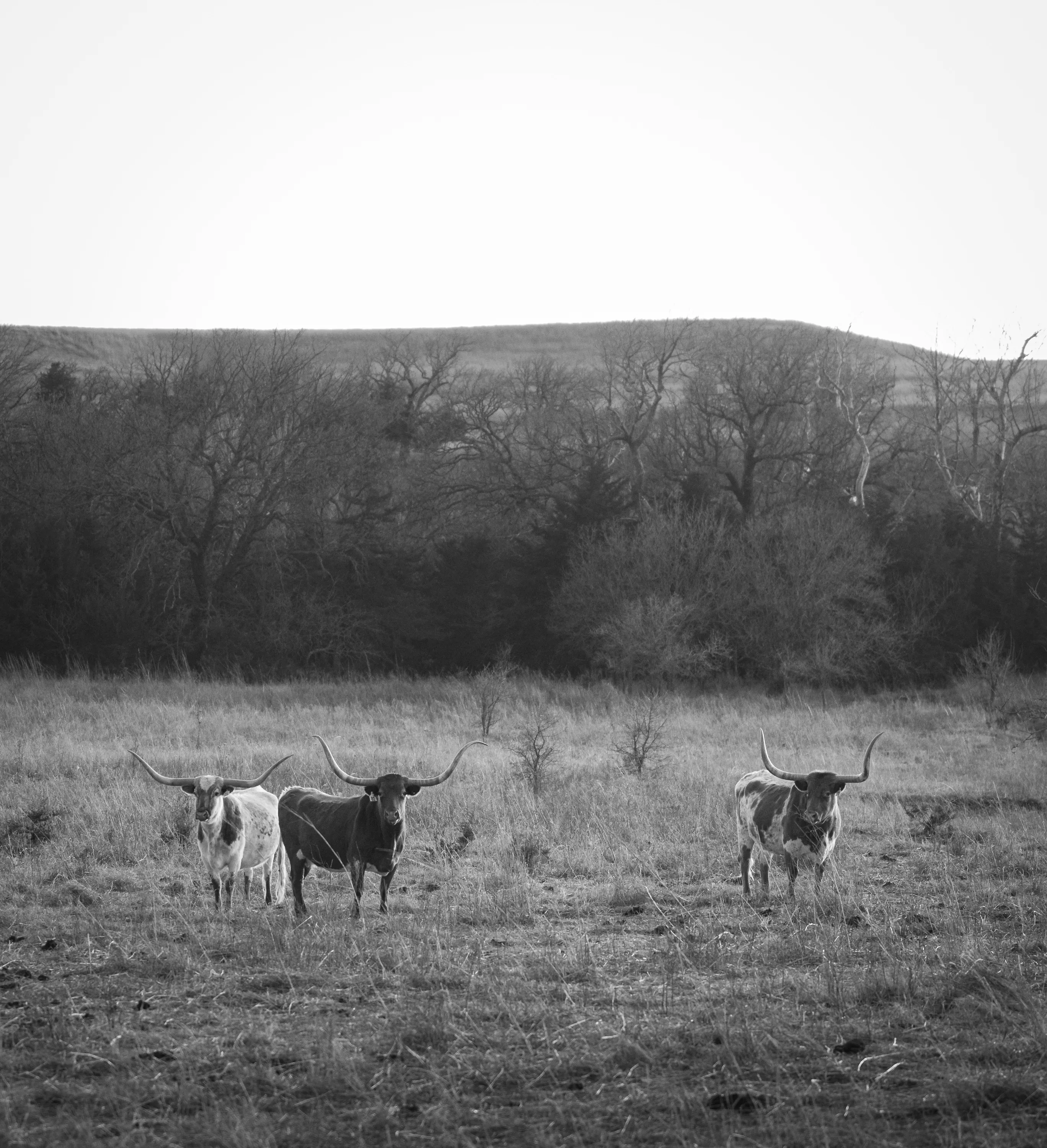 Kansas Winter Drive — Unknown - The Flint Hills of Kansas
