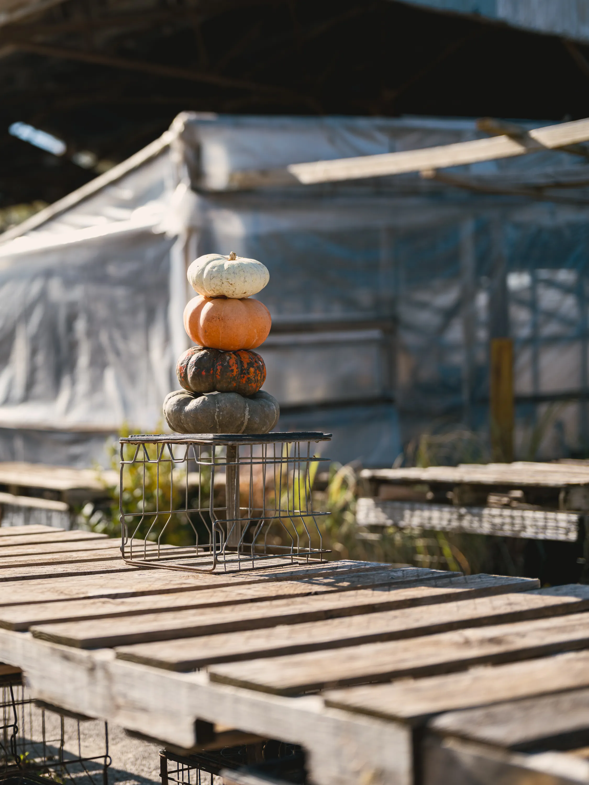 Season’s End at the Public Market — Oklahoma City, Oklahoma