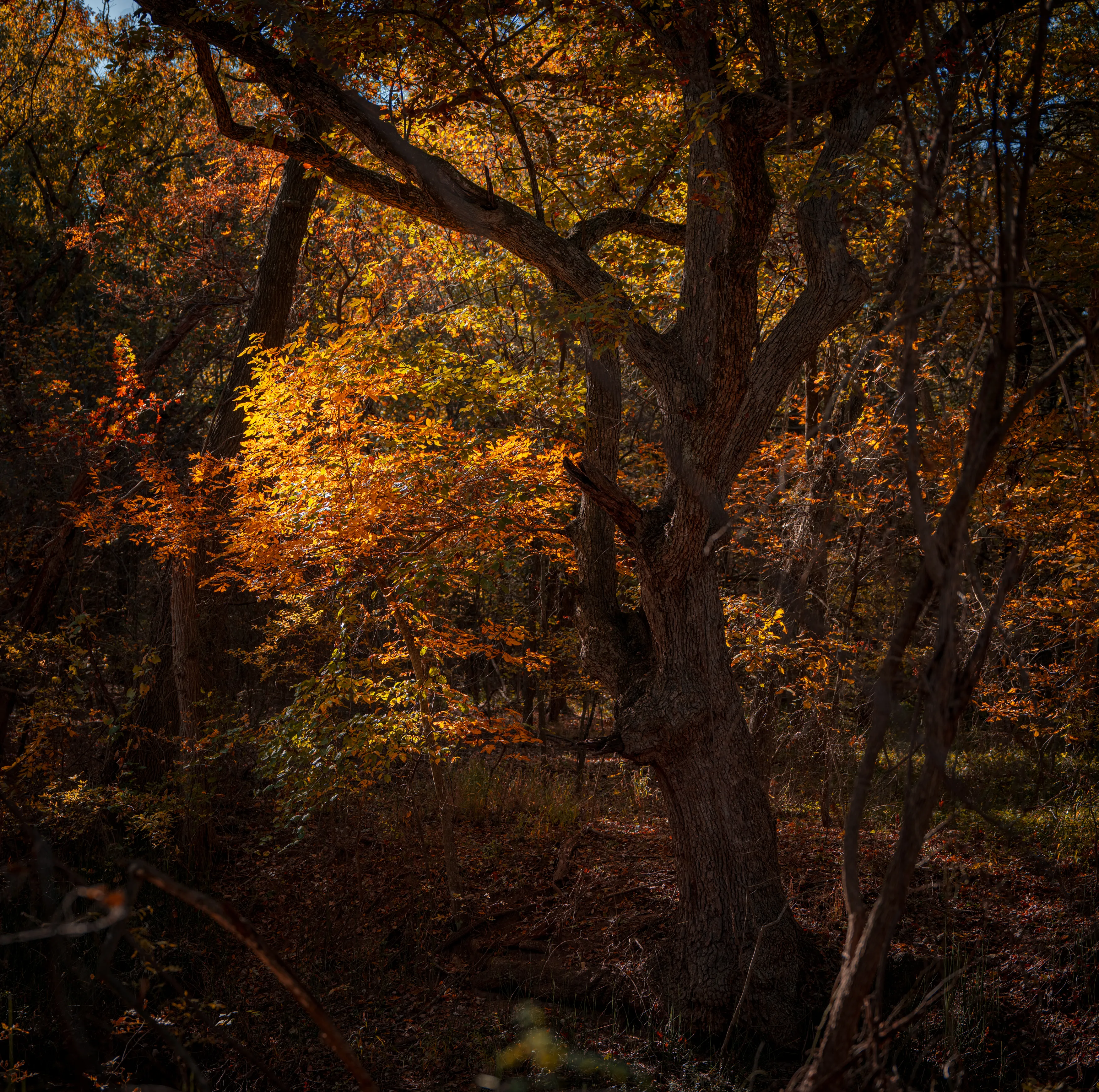 A Fall Drive to Talimena — Beaver's Bend, Oklahoma and The Talimena Drive