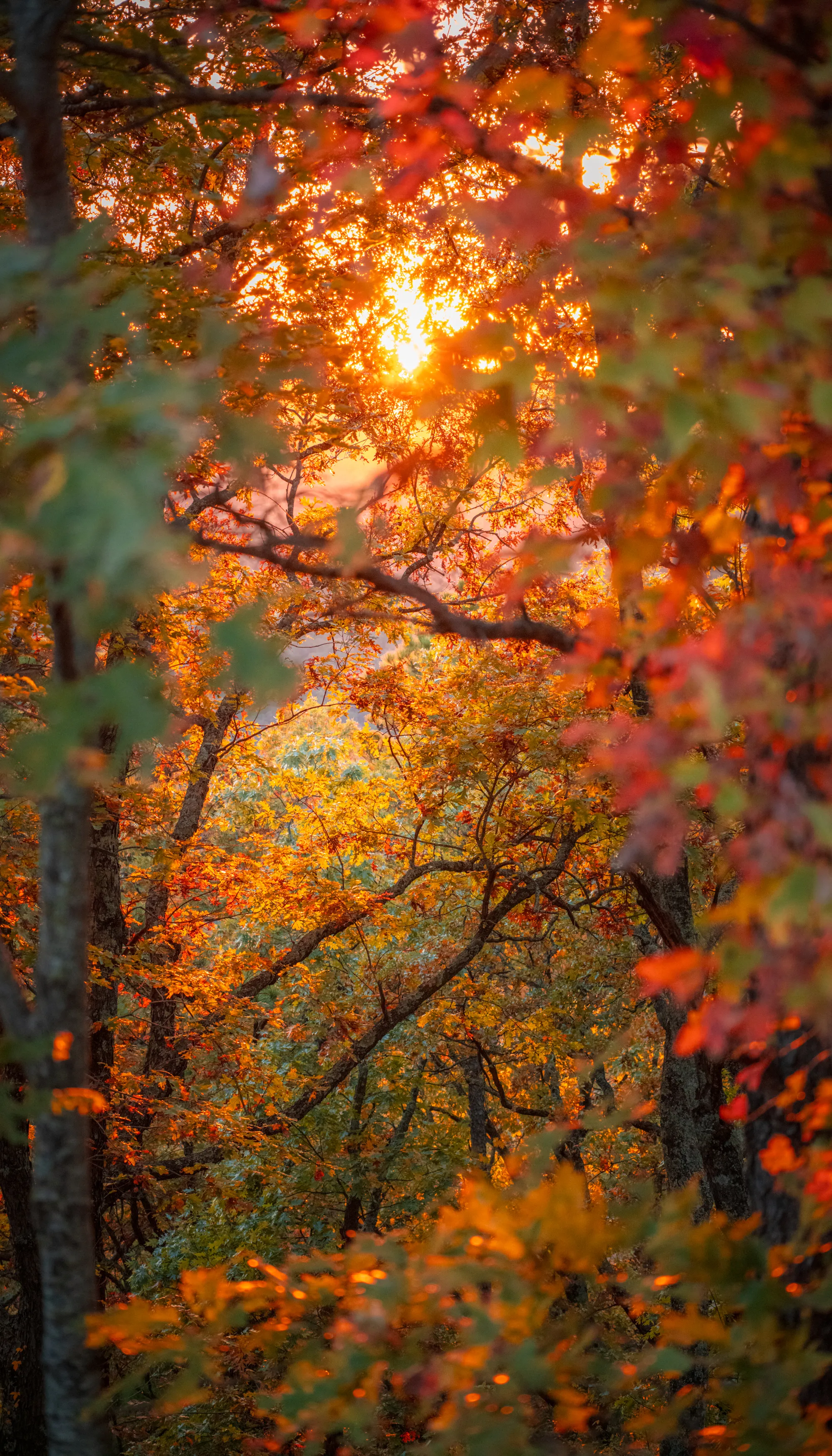 A Fall Drive to Talimena — Beaver's Bend, Oklahoma and The Talimena Drive