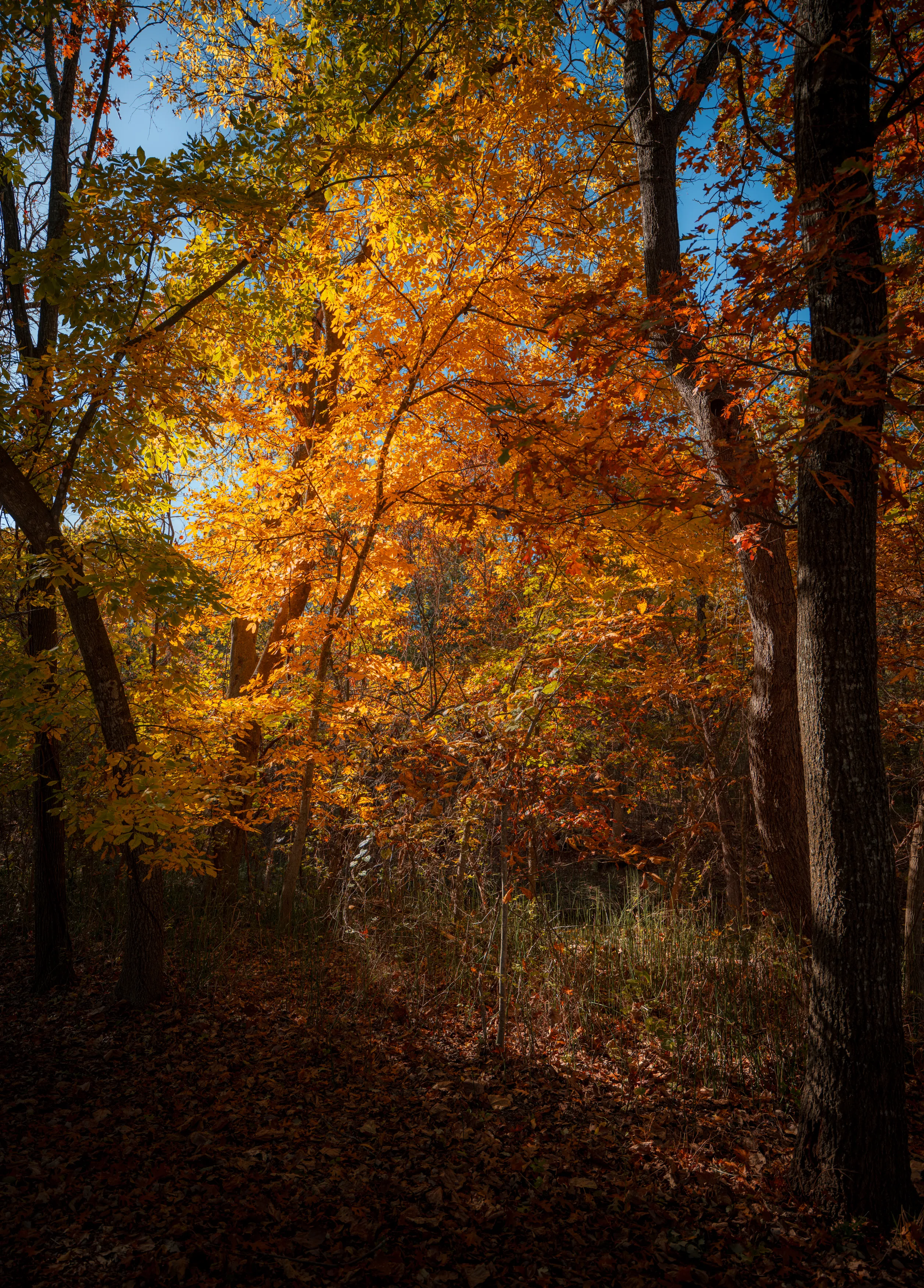 A Fall Drive to Talimena — Beaver's Bend, Oklahoma and The Talimena Drive