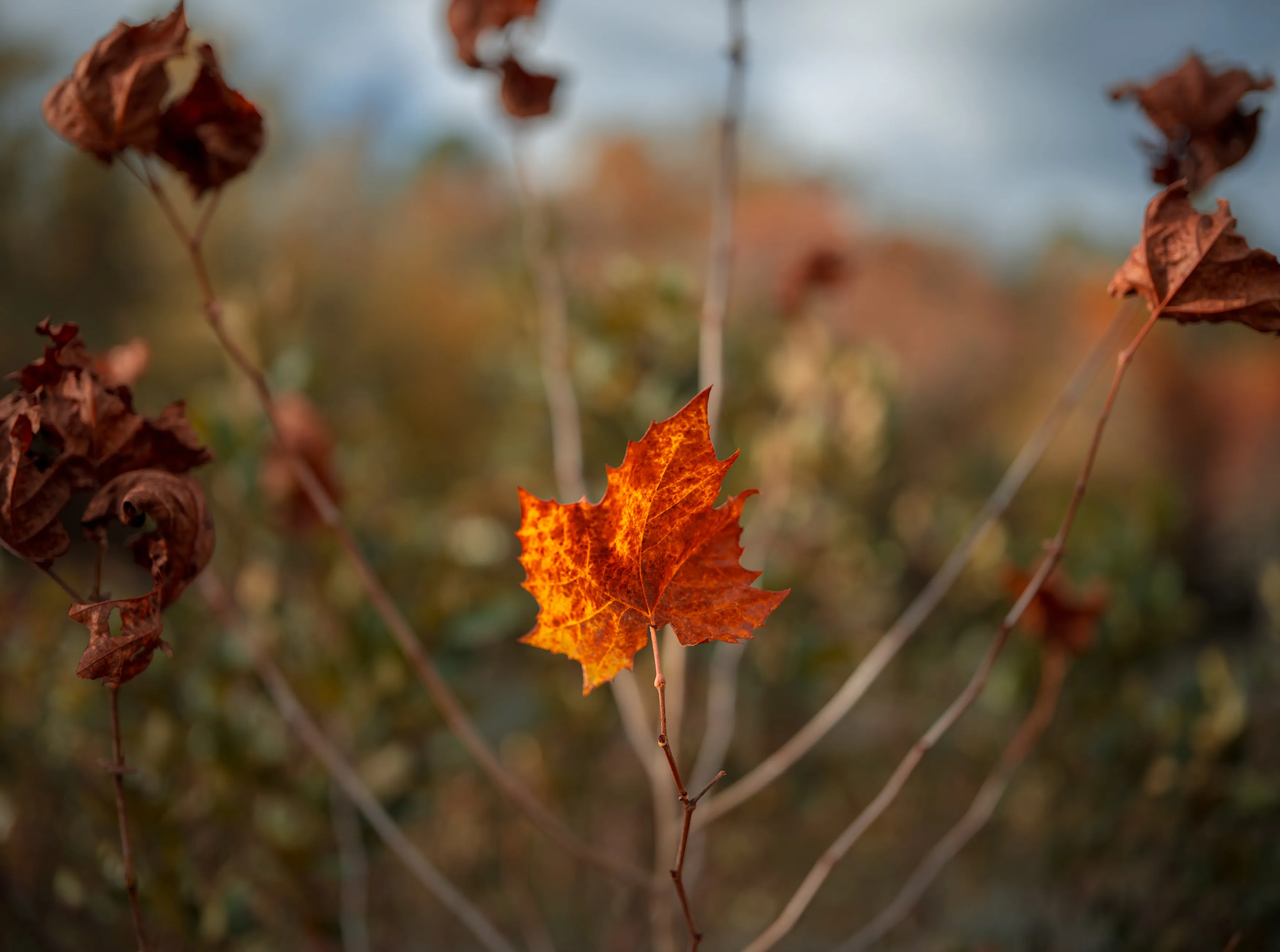 A Fall Drive to Talimena — Beaver's Bend, Oklahoma and The Talimena Drive