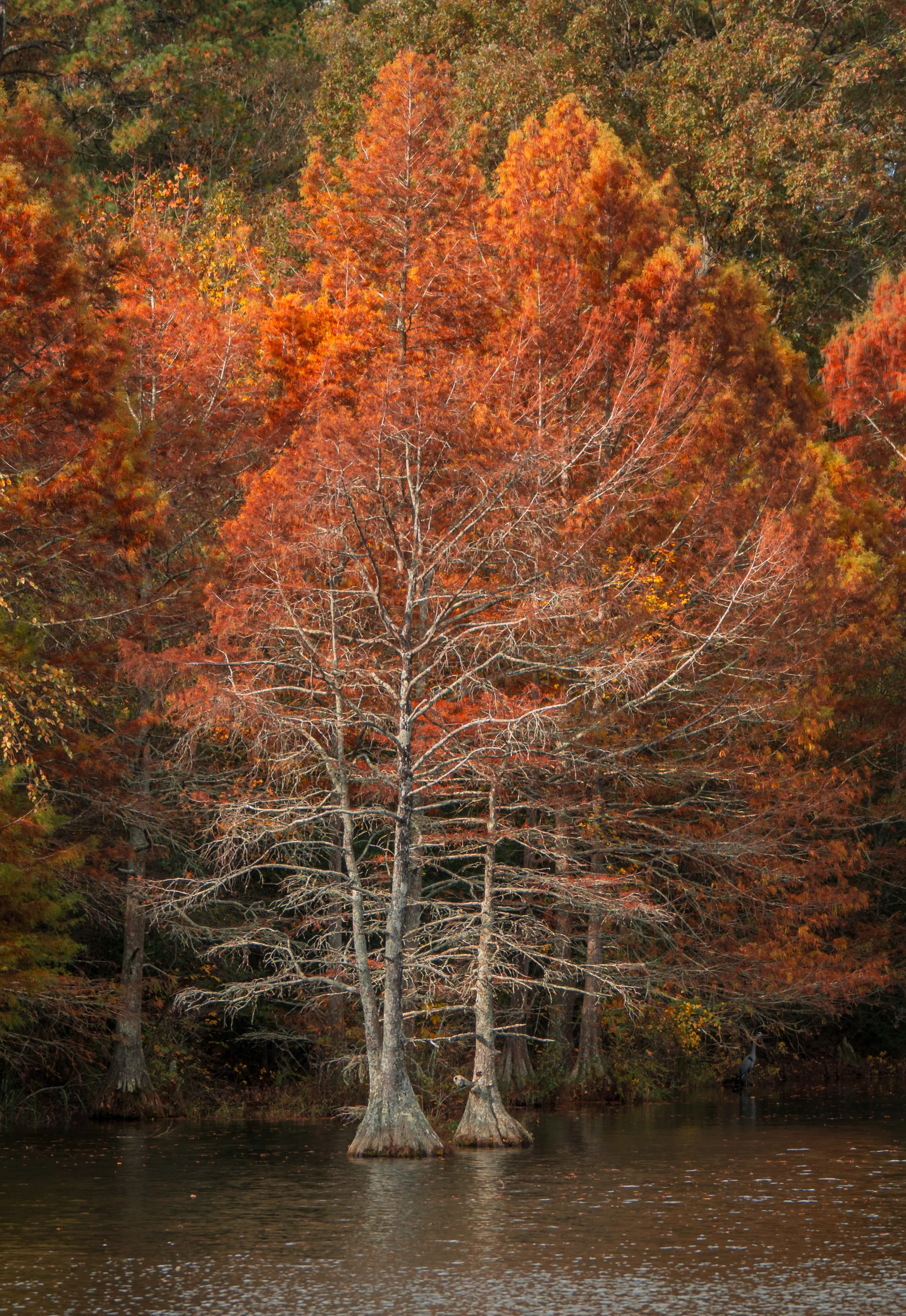 A Fall Drive to Talimena — Beaver's Bend, Oklahoma and The Talimena Drive