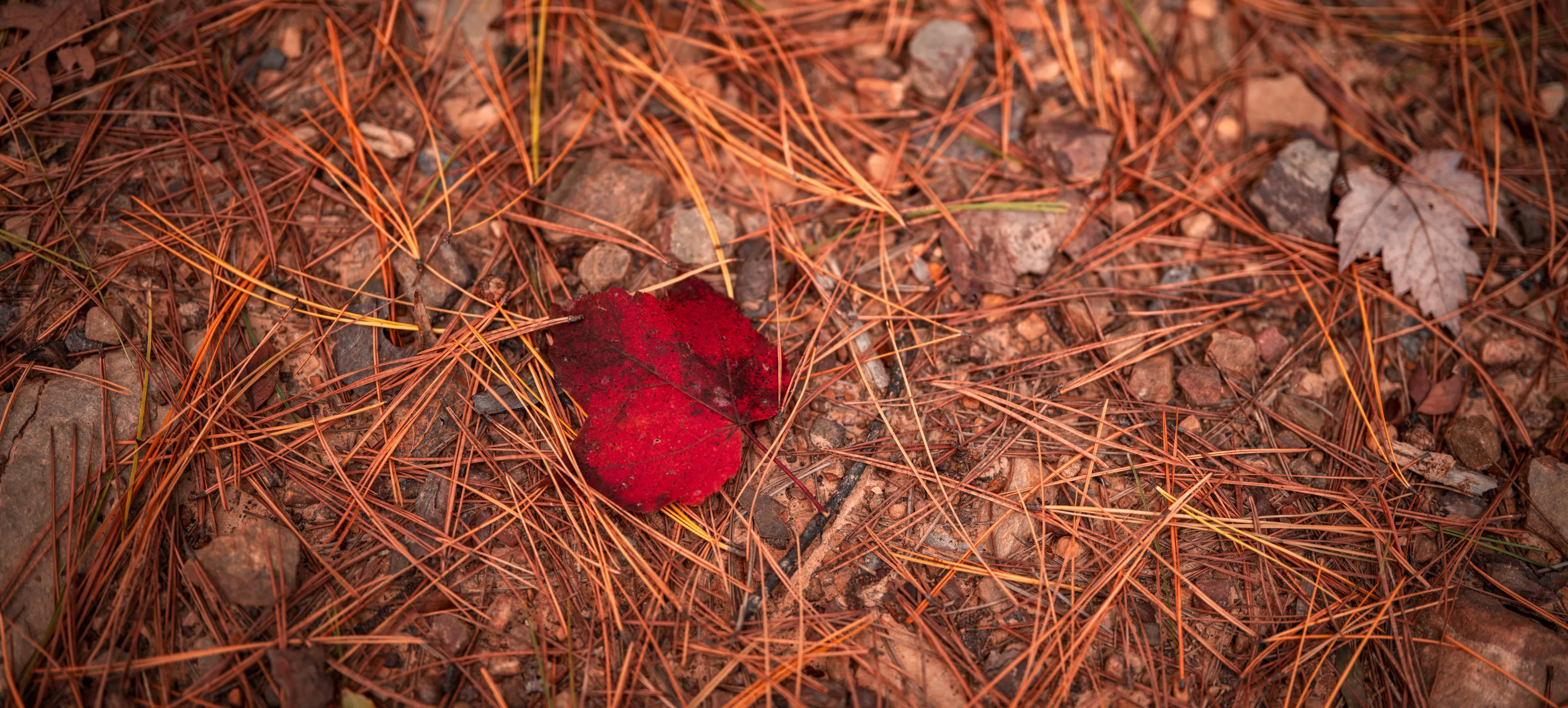 A Fall Drive to Talimena — Beaver's Bend, Oklahoma and The Talimena Drive