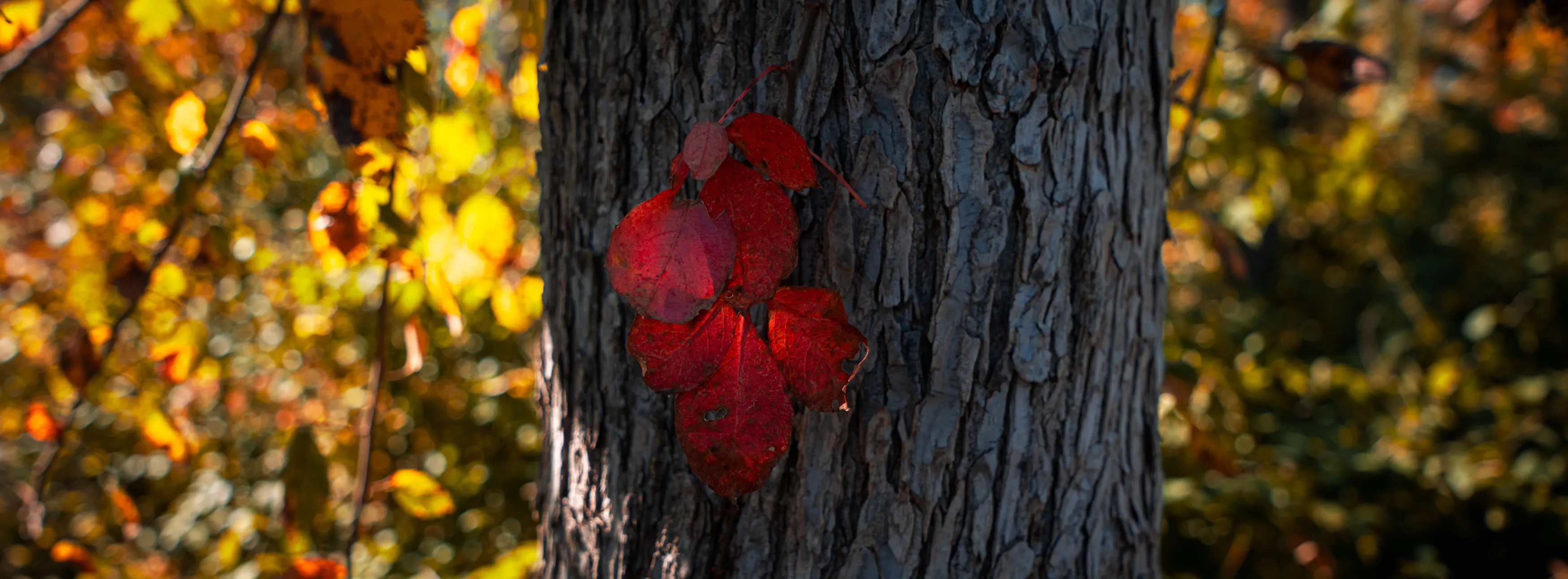 A Fall Drive to Talimena — Beaver's Bend, Oklahoma and The Talimena Drive
