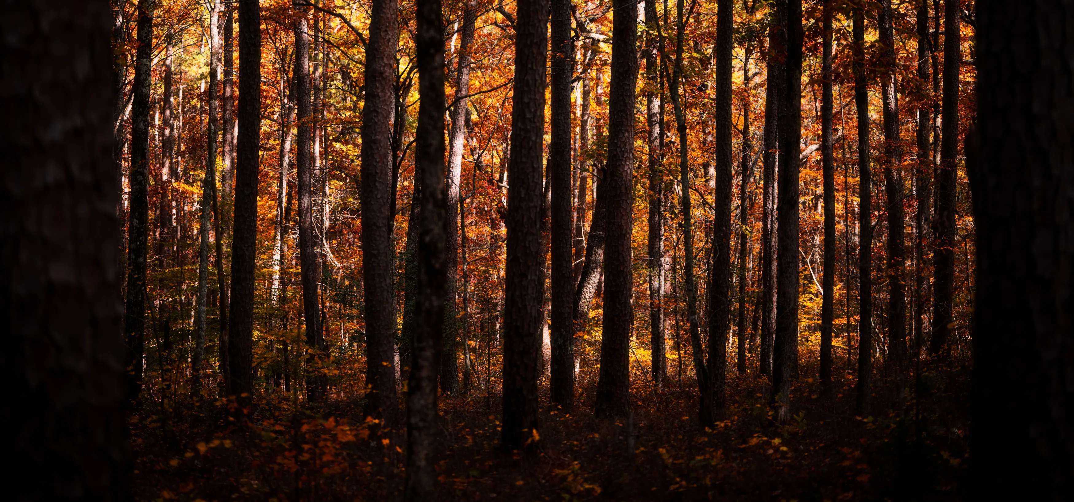 A Fall Drive to Talimena — Beaver's Bend, Oklahoma and The Talimena Drive