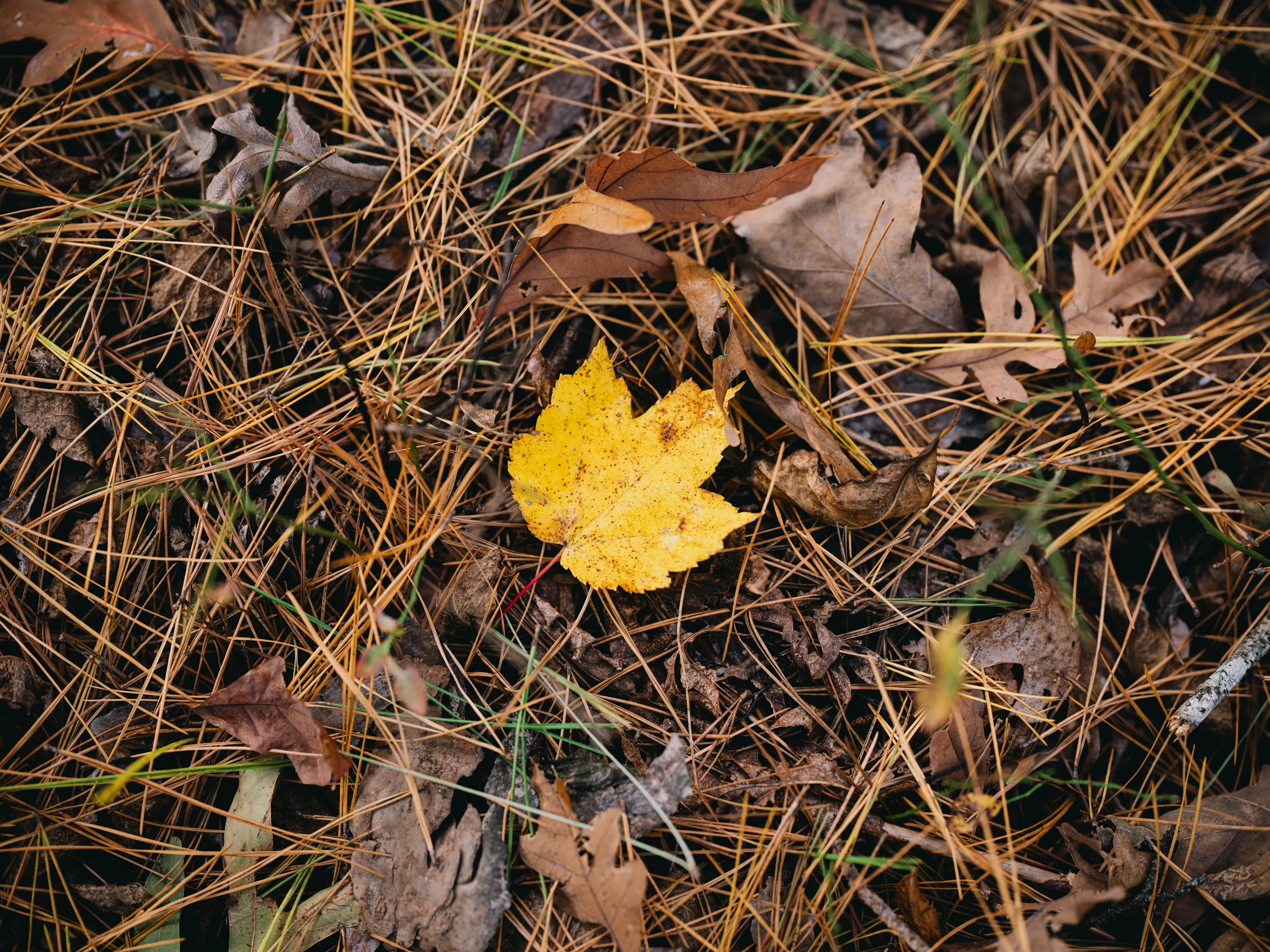 A Fall Drive to Talimena — Beaver's Bend, Oklahoma and The Talimena Drive
