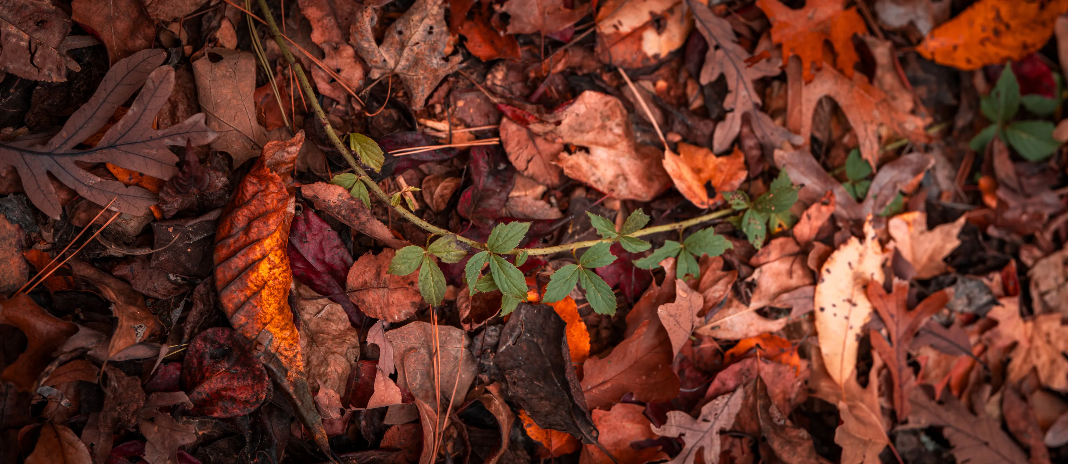 A Fall Drive to Talimena — Beaver's Bend, Oklahoma and The Talimena Drive