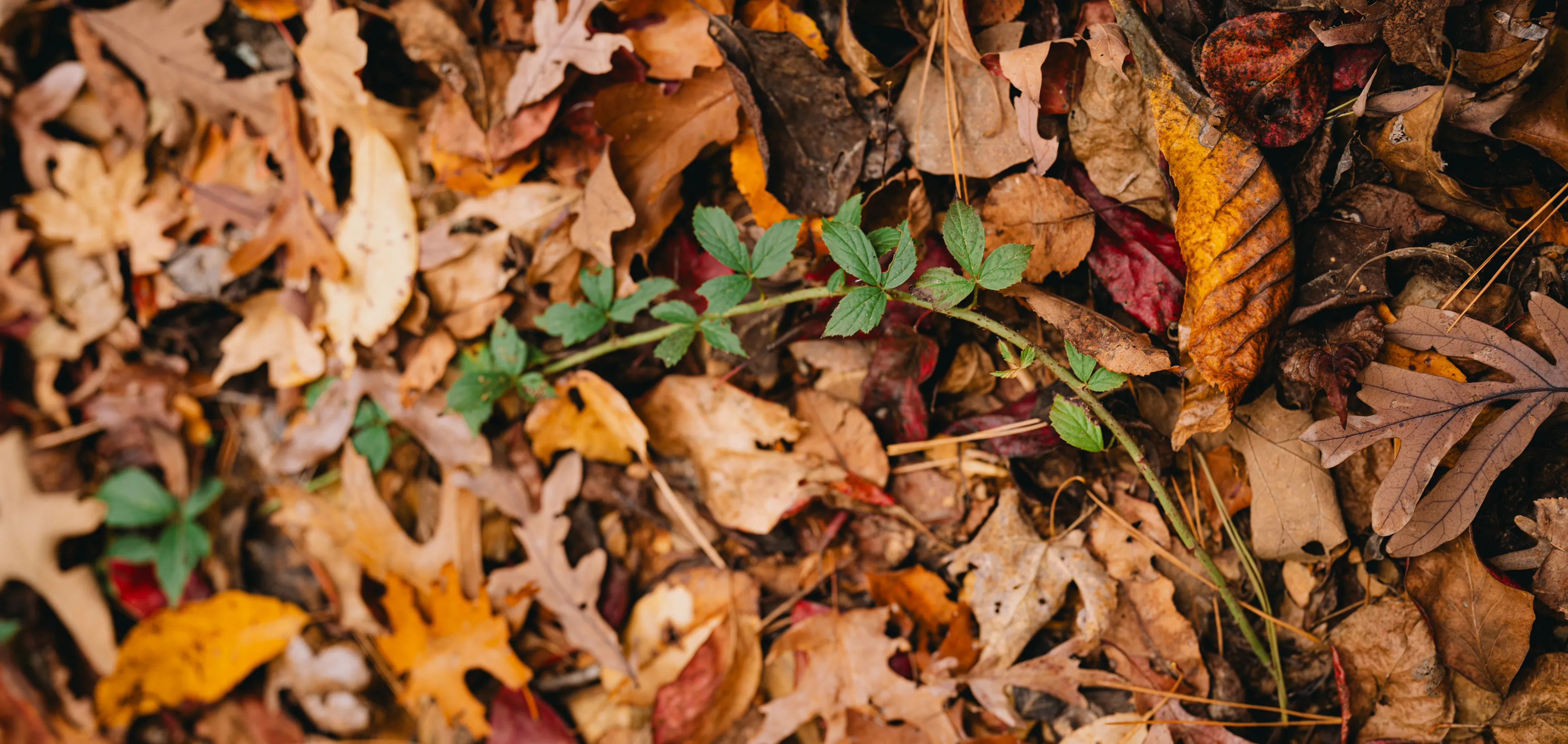 A Fall Drive to Talimena — Beaver's Bend, Oklahoma and The Talimena Drive
