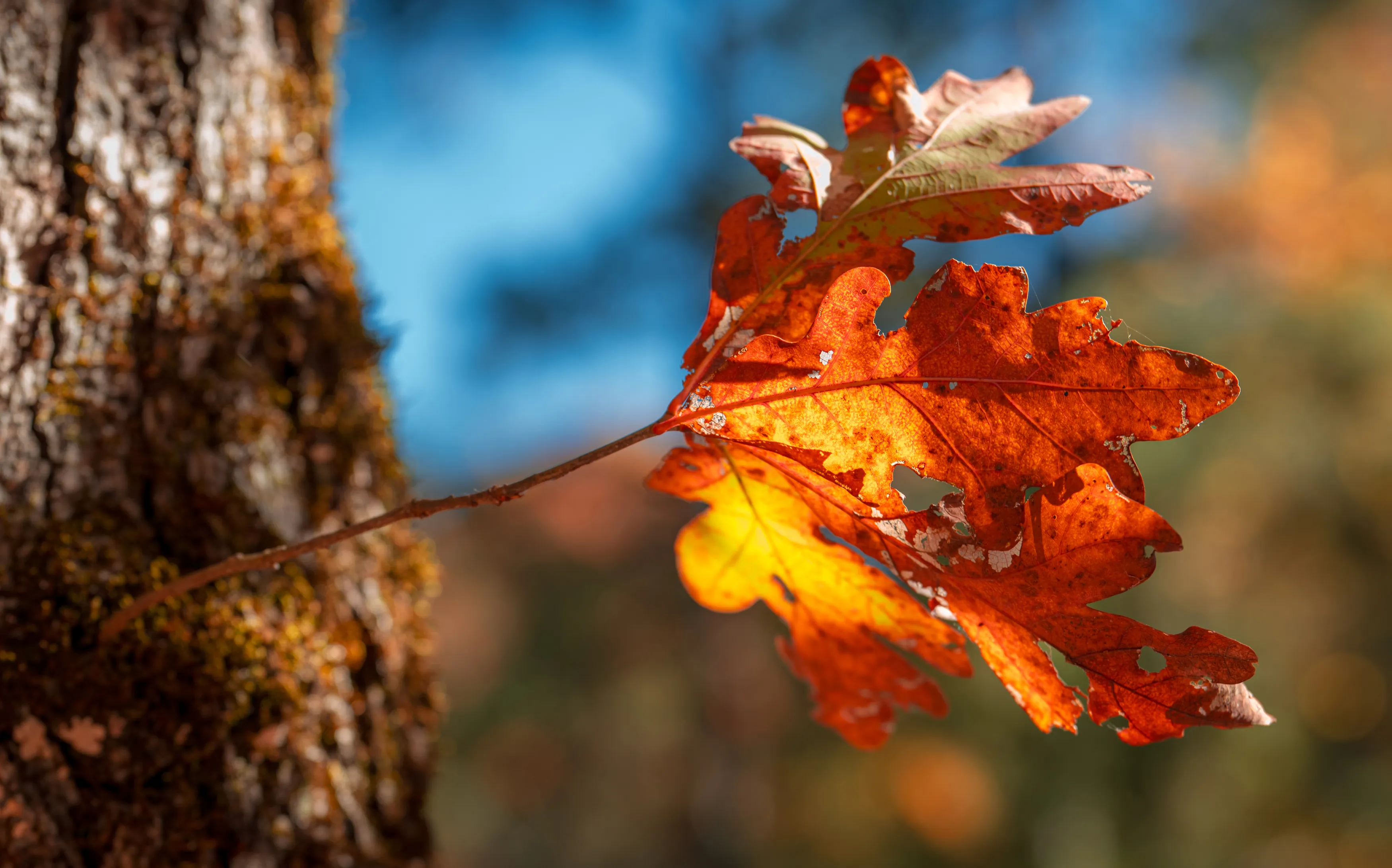 A Fall Drive to Talimena — Beaver's Bend, Oklahoma and The Talimena Drive